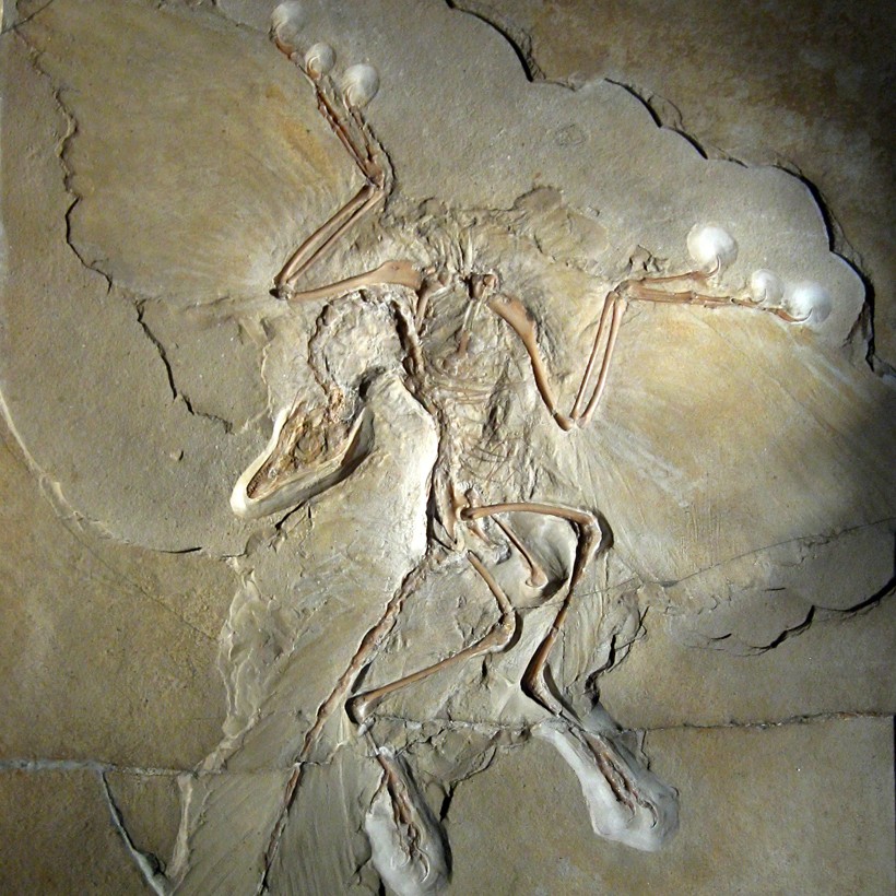 Just like rough-legged raptors, the archaeopteryx had feathers on its legs as well. Archaeopteryx, the link between dinosaurs and birds