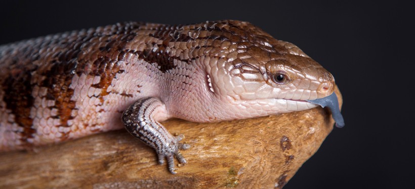 The Irian Jaya Blue-tongued Skink showcases physical attributes of both Indonesian and Australian blue-tongued skinks. Irian Jaya Blue-tongued Skink