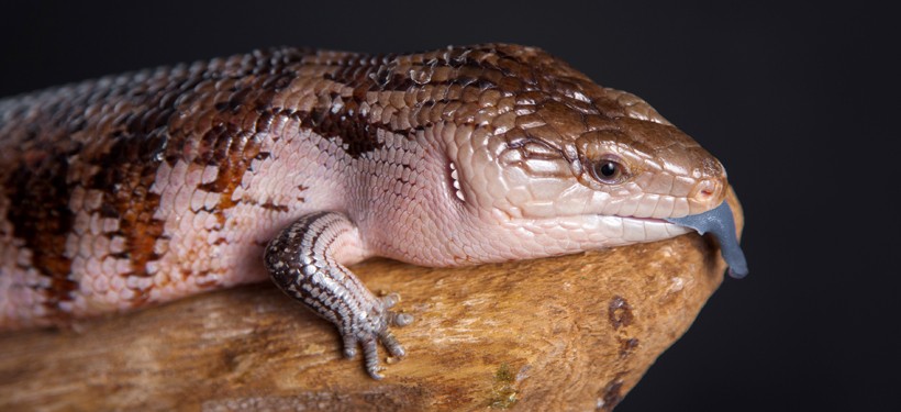 Irian Jaya Blue-tongued Skink