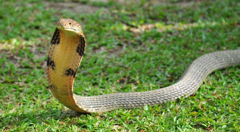 King Cobra, alert position