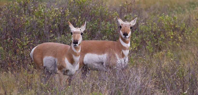 Two female pronghorns (does), prairie North America