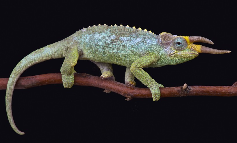 Trioceros jacksonii merumontanus