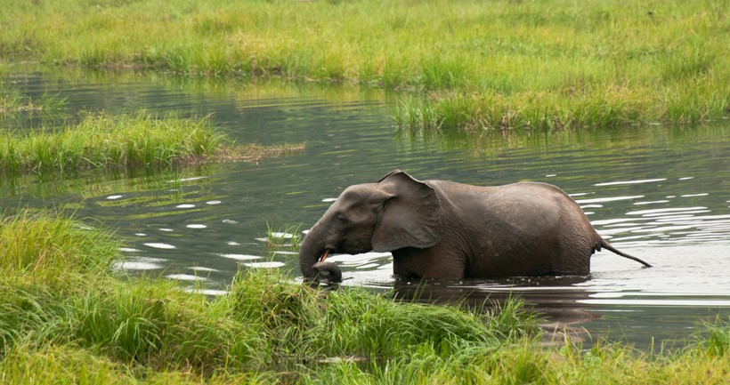 African forest elephant crossing a river