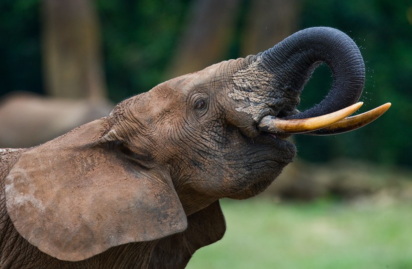 Closeup of an African forest elephant drinking