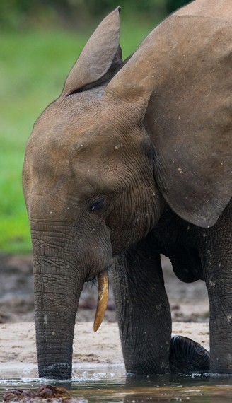 African forest elephant drinking water from a source, central african republic, republic of congo, Dzanga-Sangha special reserve