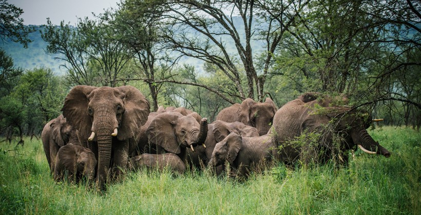 African forest elephant group in the african forest, congo basin