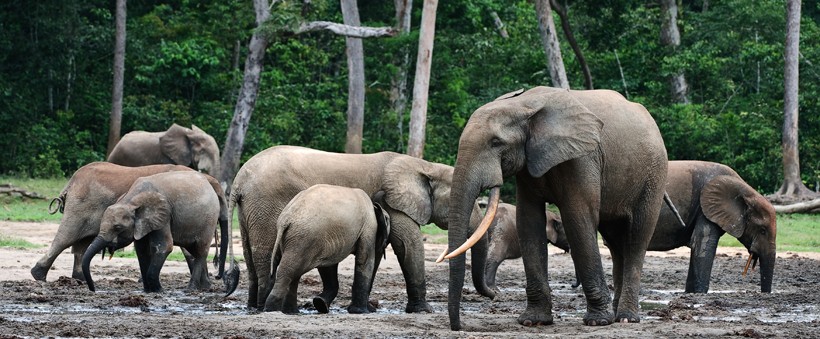 African forest elephant group in the mud