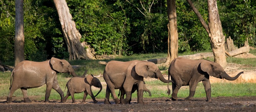 Group african forest elephants walking in congo, africa