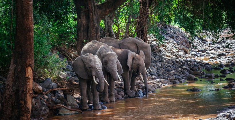 African forest elephants in their natural habitat in Congo, Africa