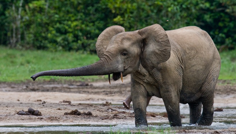 african forest elephants' extremely long tusk