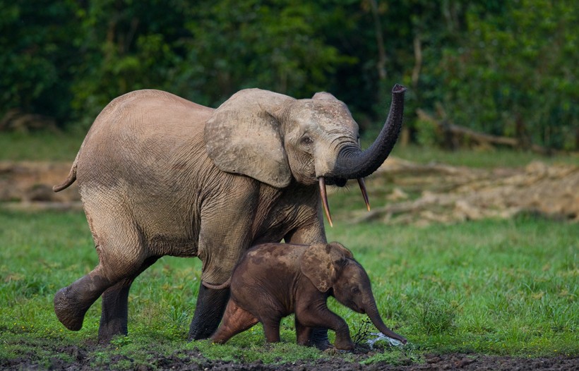 African forest elephant with cub