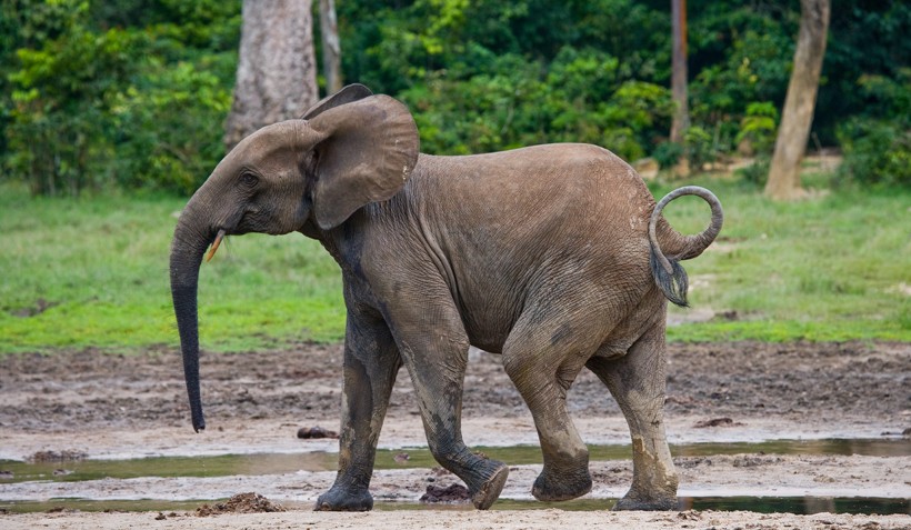 African forest elephant walking