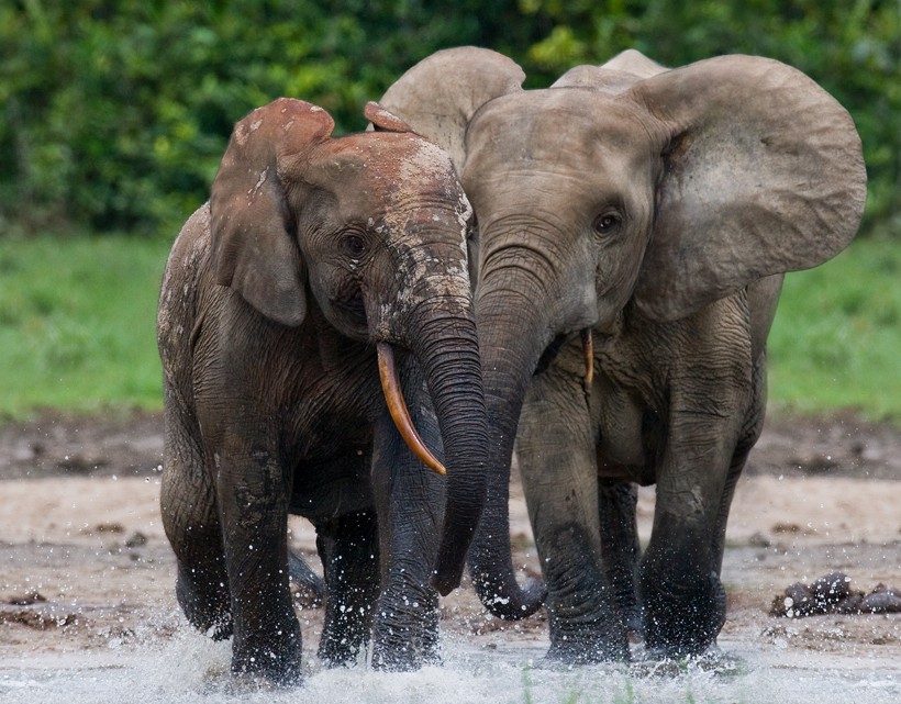 Two african forest elephants walking trough the water