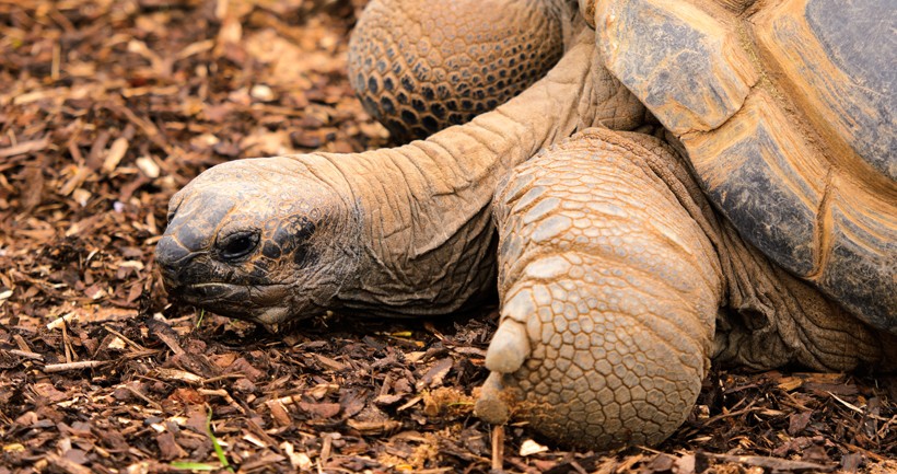 aldabra tortoise lying, islands of the Aldabra Atoll (Seychelles)