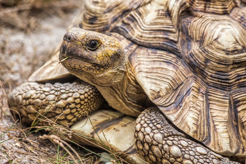 The typical dark brown color of the shell of the turtoise