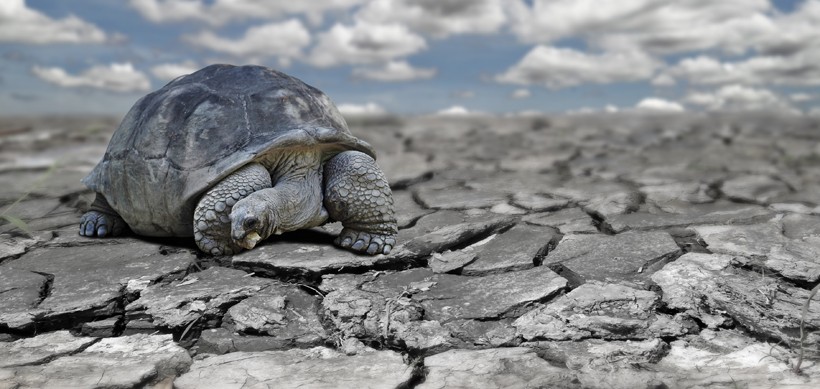 Aldabra in search for food in rocky area