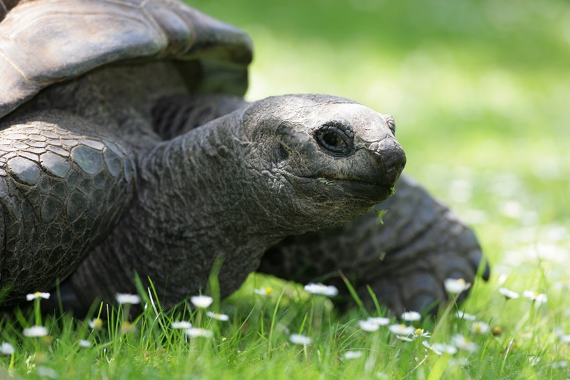 Turtoise walking on a grassfield