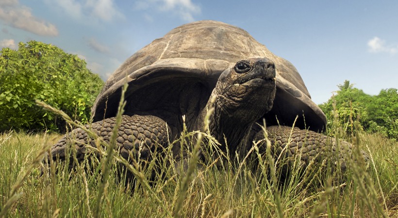 aldabra watching out