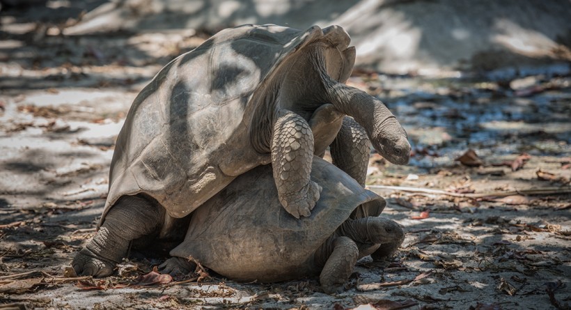 Aldabra tortoises mating