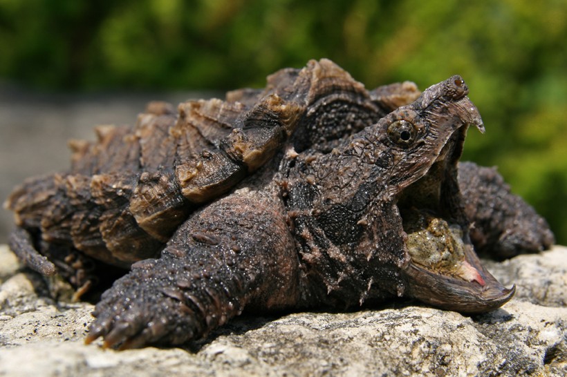 Alligator snapping turtle