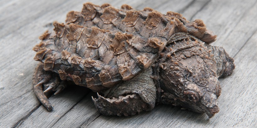Spiky carapace of the Alligator Snapping Turtle