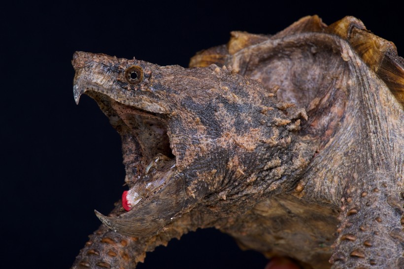 Closeup head Alligator Snapping Turtle