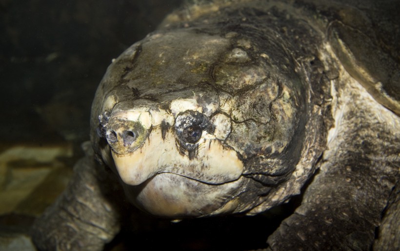 Closeup head Alligator Snapping Turtle under water