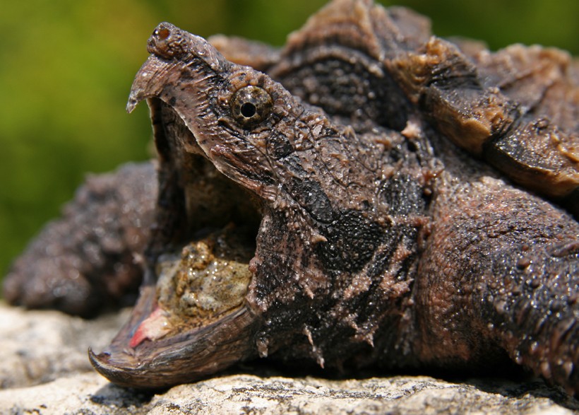 Strong jaws of the Alligator snapping turtle