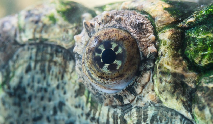 Radiated eye pattern of the Alligator Snapping Turtle