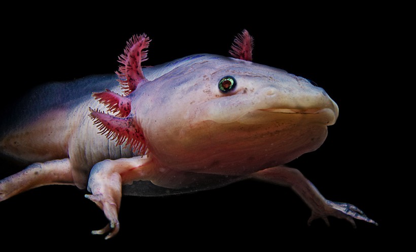 Axolotls are known to possess four pigmentation genes that render different color variants during mutation Axolotl Albino coloring (white/golden skin tone with gold eyes)