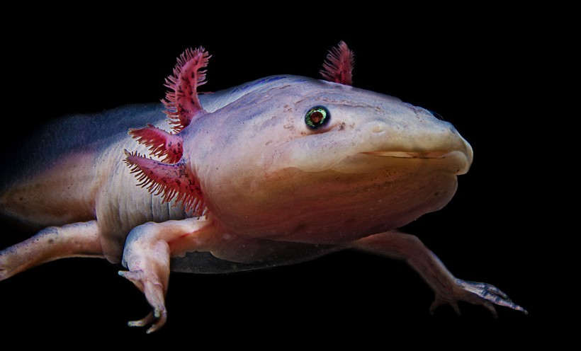 Axolotl Albino coloring (white/golden skin tone with gold eyes)