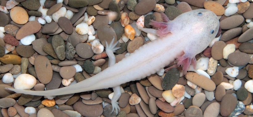 They retain certain larval features like its tadpole-like dorsal fin A unique characteristic of the Axolotl is its anatomy, exhibiting a phenomenon known as ‘neoteny’.