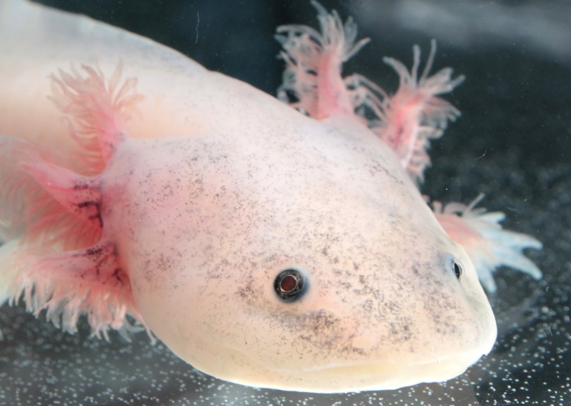 The Axolotl is a critically endangered species with a population of 100 individuals in the wild