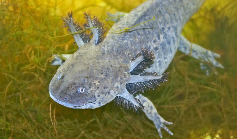 Axolotls are fully aquatic species that prefer freshwater lakes and ponds enriched with heavy vegetation.