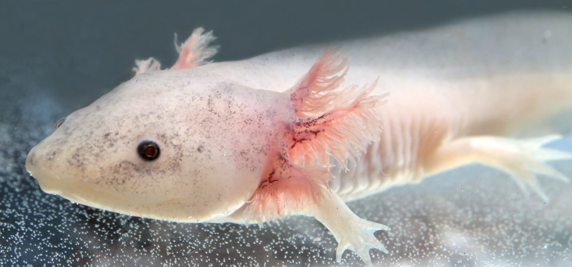 The axolotl is a neotenic salamander that retains certain traits of its larval stage in adulthood