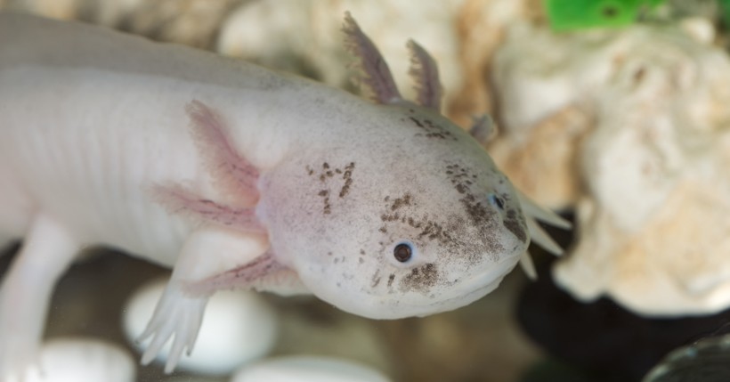 When the thyroid hormone is injected in the axolotl, the amphibian undergoes the metamorphosis Neoteny is a phenomenon in Axolotls where a metamorphic failure occurs as a result of lack of a certain hormone