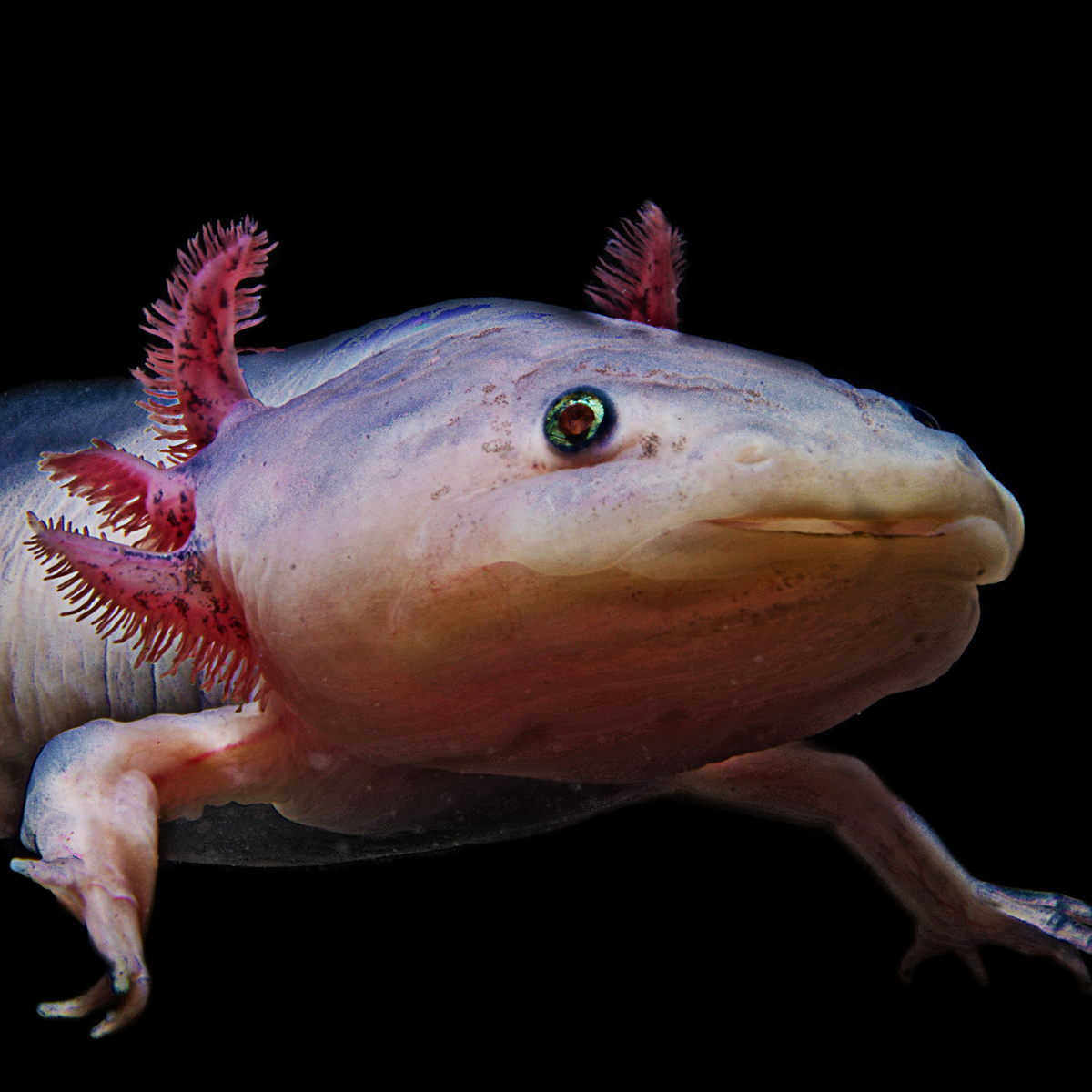 Axolotl Ambystoma Mexicanum About Animals