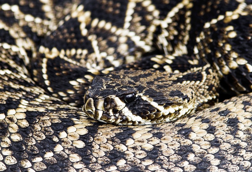 Head of the Diamondback Rattlesnake with the pattern clearly visible