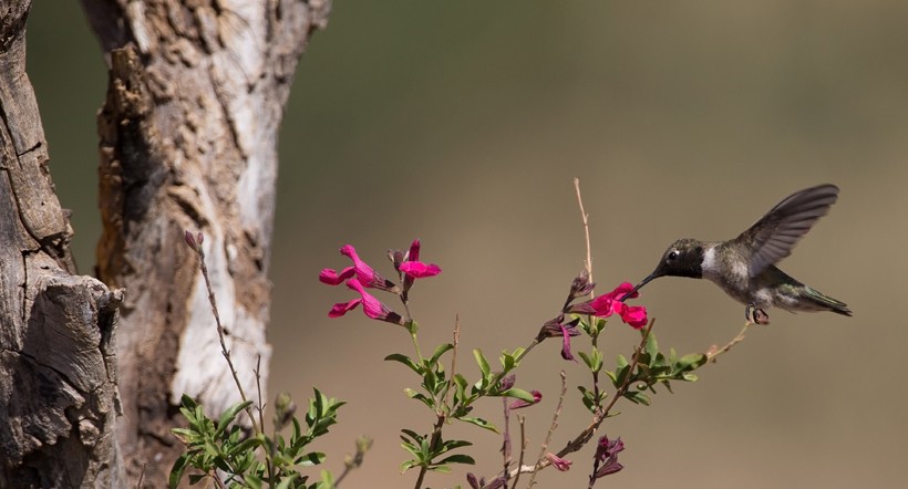 Black-chinned hummingbirds are found commonly in western North America, Canada, and Mexico.