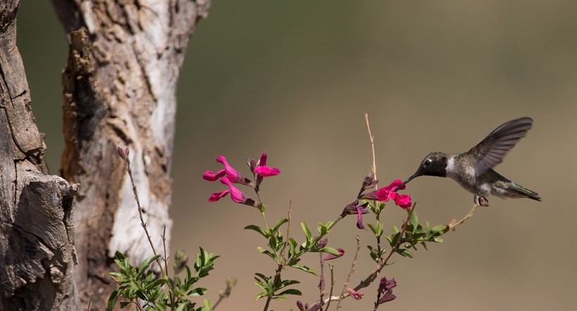 According to the seasonal changes, the hummingbirds migrate Black-chinned hummingbirds are found commonly in western North America, Canada, and Mexico.