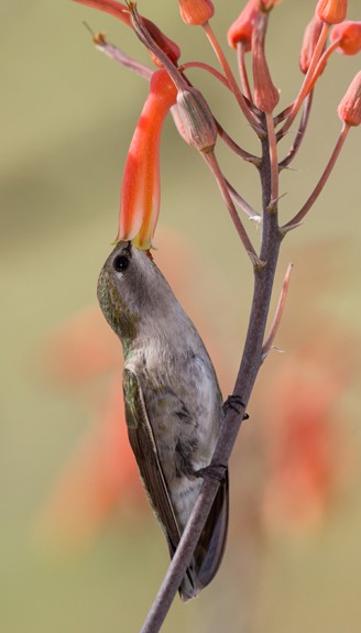 Female black-chinned hummingbird feeding on orange tube flowers