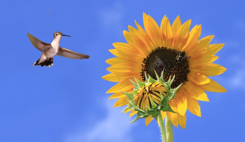 Female black-chinned hummingbird hovering to huge sun flower