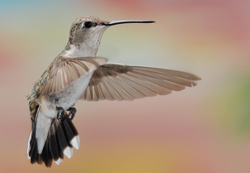 Female black-chinned at Miller Canyon, Huachuca mountains, AZ, USA