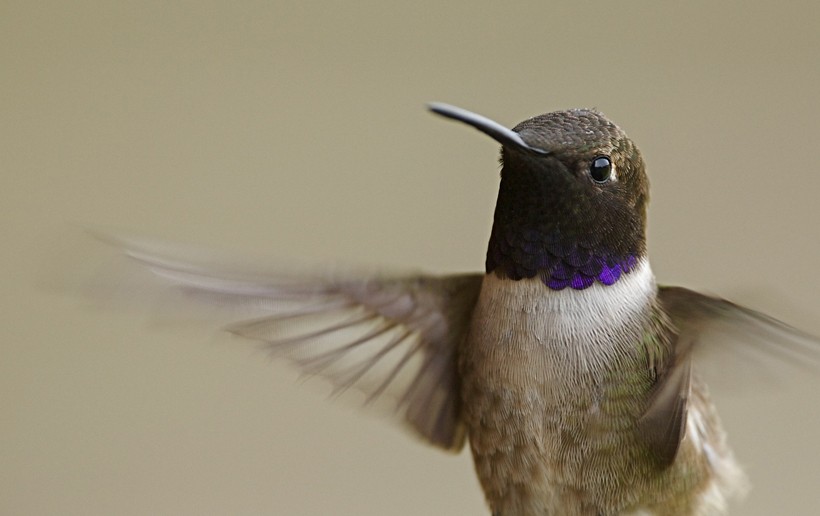 The black-chinned hummingbird has a heartbeat of approximately 1,260 p/m in flight and up to 480 in rest.