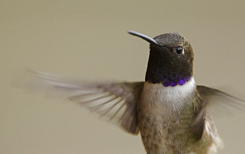 On cold nights their heartbeat drops to 45 – 180 beats per minute (torpor mode). The black-chinned hummingbird has a heartbeat of approximately 1,260 p/m in flight and up to 480 in rest.