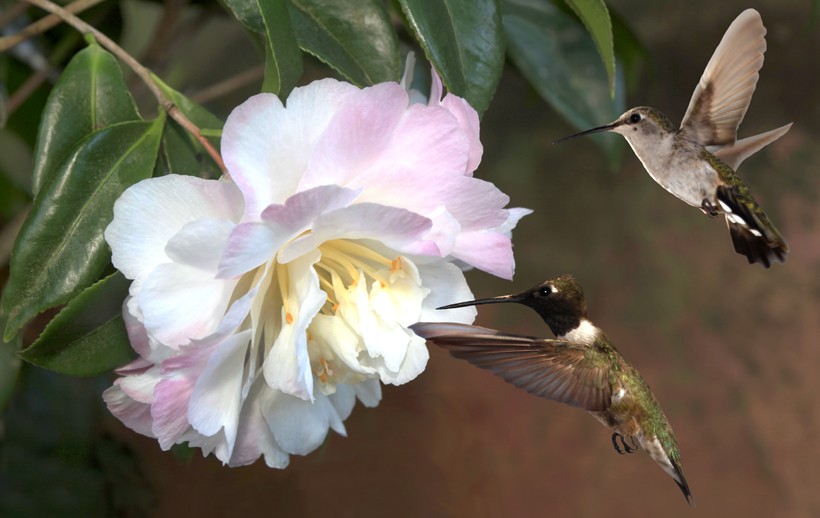 fter mating, the female returns back to her nest while the males continues searching other females. Male and female black-chinned hummingbird pair, Camellia Blossom