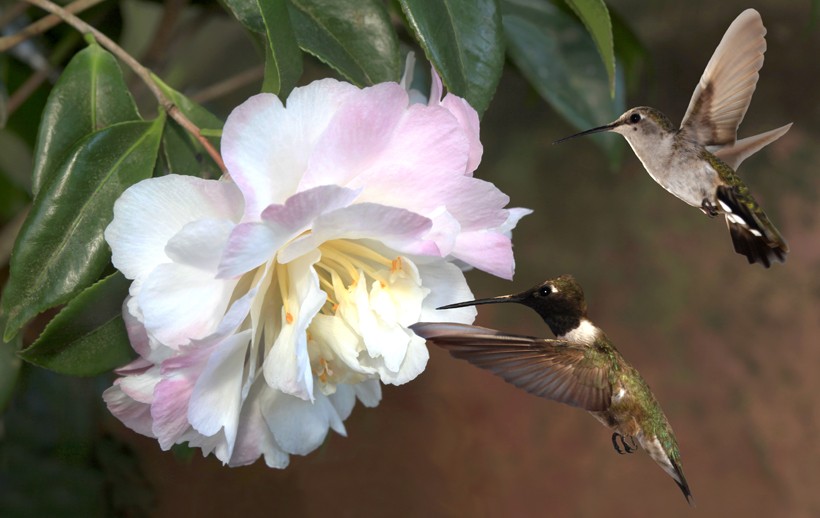 Male and female black-chinned hummingbird pair, Camellia Blossom