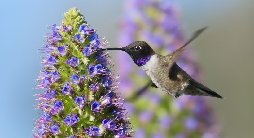Male black-chinned hummingbird feeding on a Pride of Madeira flower
