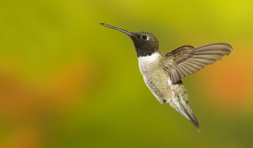 The hummingbird use a wide range of vocal sounds and flying patterns to communicate with other individuals. Black-chinned hummingbirds are a solitary, diurnal species