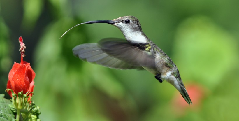 Female black-chinned hummingbird, tongue ready to feed on the flowers